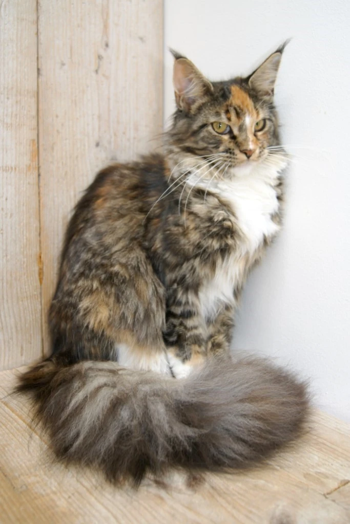 Agnes